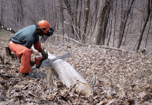 Citizens Conservation Corps of West Virginia corps member cuts a fallen tree.